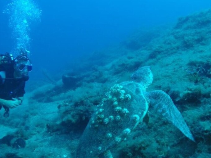 kalkan diving 4